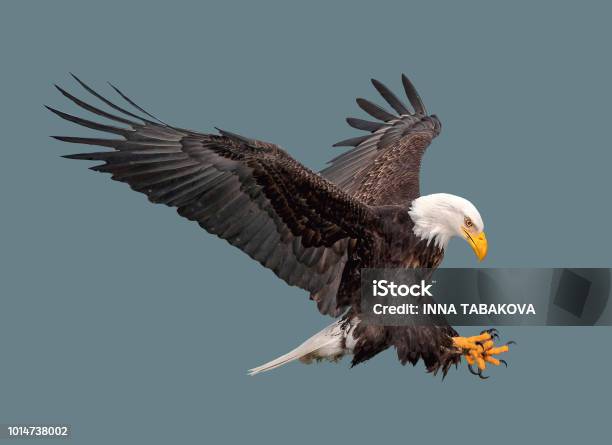 The Bald Eagle In Flight Stock Photo - Download Image Now - Eagle - Bird, Flying, Cut Out