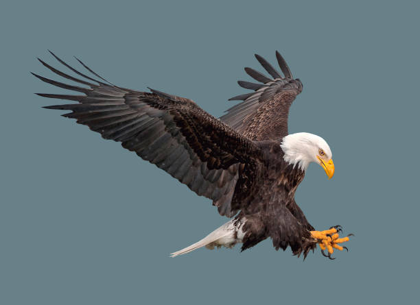 the bald eagle in flight. - bald eagle imagens e fotografias de stock