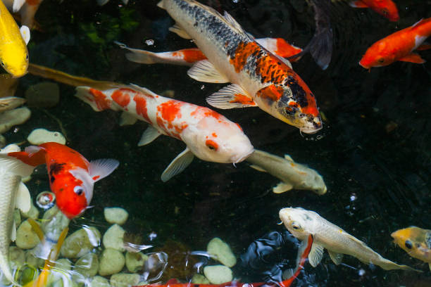 istock Large Koi carp swimming in water, top view 1014738076