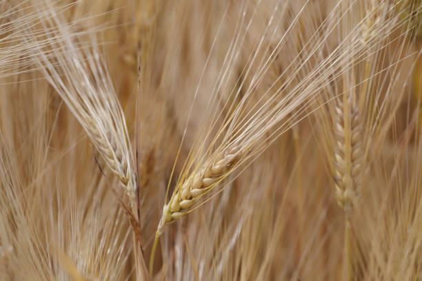 Wheat in the field. Sustainable development