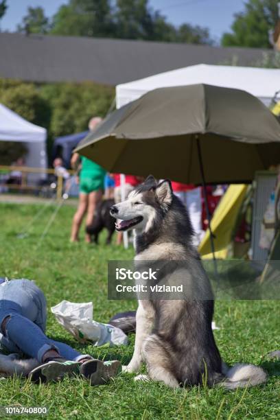 Alaskan Malamute Umbrella Alaskan Malamute Umbrella
