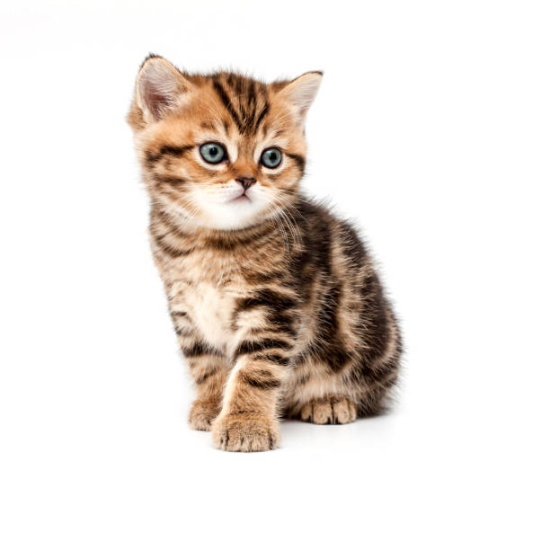 istock British short hair kitten. 1014742986