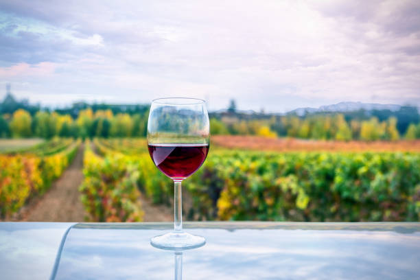 Glass of wine and vineyards stock photo