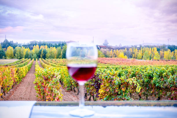 istock Glass of wine and vineyards 1014745156