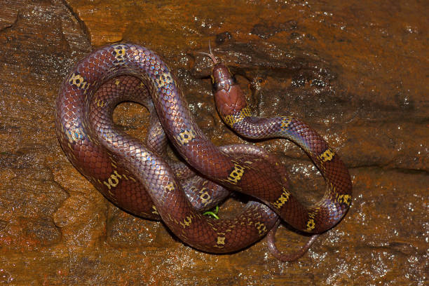 istock Common Wolf Snake (Lycodon aulicus), Khopoli, Maharashtra, India 1014749250