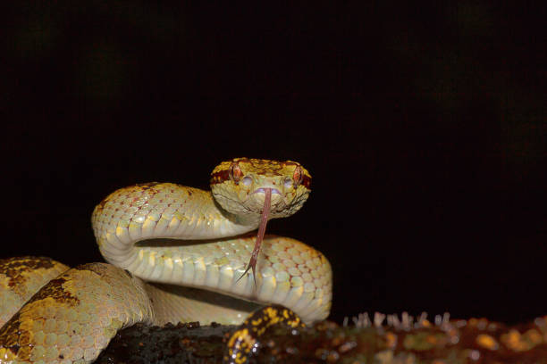 istock Malabar Pit Viper (Trimeresurus malabaricus)- ventral view, Chorla Ghat, Maharashtra, India 1014749554