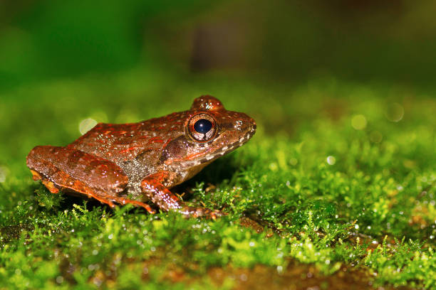 istock Fejervarya sp., Chorla Ghat, Maharashtra, India 1014749594