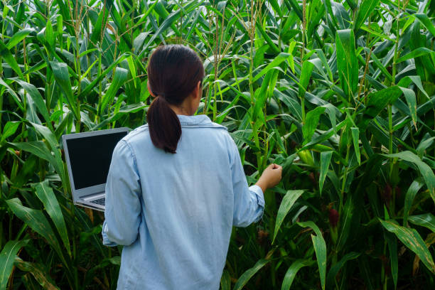 istock A young girl inspects the corn and notes the observations found. 1014753998