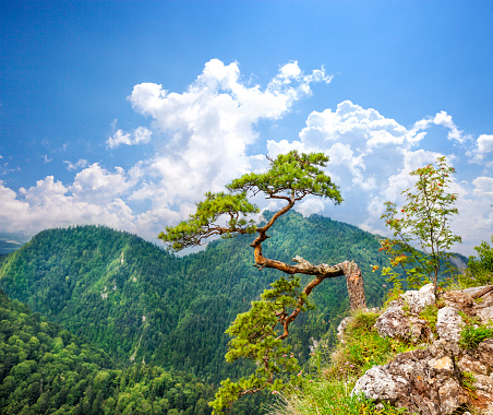 Tree On Mountain Against blue sky. Pine on the top of the Sokolica Mountain in the Pieniny Mountains in Poland. Pieniny Mountains National Park. Very old relic pine on top of Sokolica mountain in Pieniny.