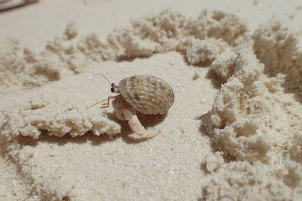 istock Little crab running on Maldives island sands 1014754756