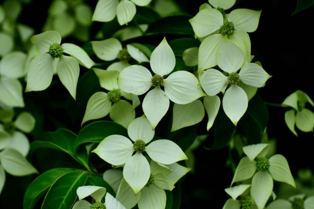 istock Cornus kousa / Japanese dogwood 1014754858