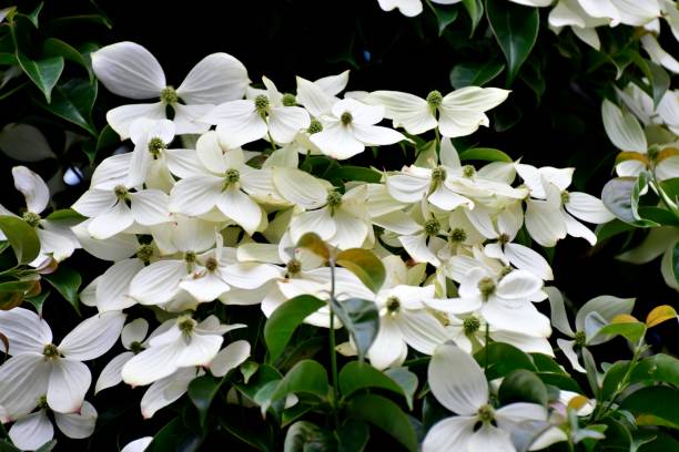 istock Cornus kousa / Japanese dogwood 1014754956