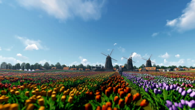 Dutch windmills and man ridding bike on a field with tulips against beautiful sky, drone flight 4K