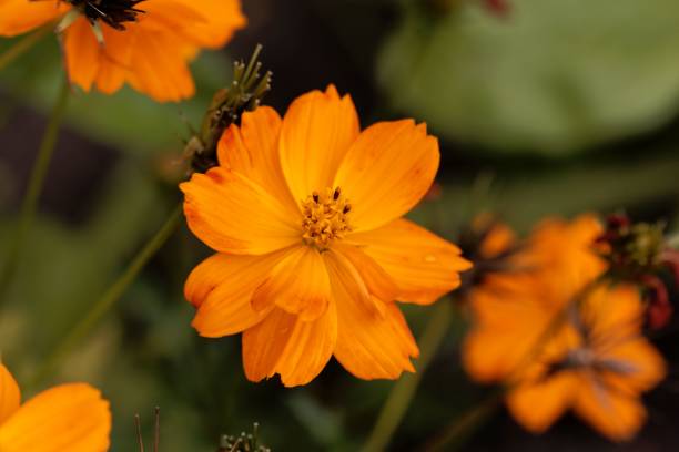 istock Flower of a sulfur cosmos (Cosmos sulphureus) 1014758284