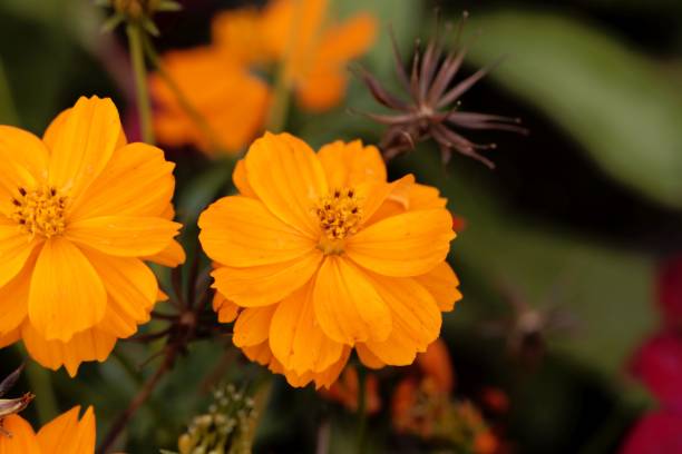 istock Flower of a sulfur cosmos (Cosmos sulphureus) 1014758350