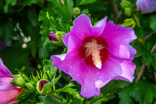 A beautiful purple Rose of Sharon bloom opening