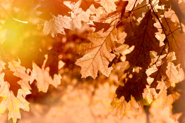 istock Autumn leaves on tree lit by sun light - beautiful nature 1014767990