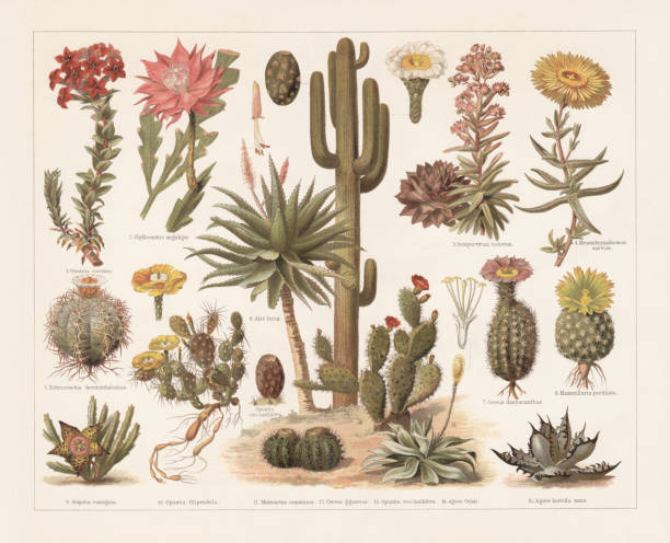 illustrations, cliparts, dessins animés et icônes de cactus, chromolithographie, publiés en 1897 - prickly pear cactus