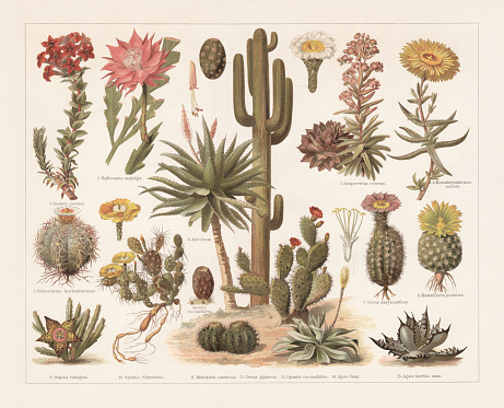 Cacti: 1) Crassula coccinea; 2) Fishbone cactus; (Epiphyllum anguliger, or Phyllocactus anguliger); 3) Houseleek (Sempervivum tectorum); 4) Mesembryanthemum; 5) Devilshead (Echinocactus horizonthalonius); 6) Bitter aloe (Aloe ferox); 7) Texas rainbow cactus (Echinocereus dasyacanthus, or Cereus dasyacanthus); 8) Mammillaria pectinata (Mammillaria solisioides); 9) Star flower (Orbea variegata, or Stapelia variegata); 10) Plains prickly pear (Opuntia macrorhiza, or Opuntia filipendula); 11) Turk's cap cactus (Melocactus, or Melocactus communis); 12) Saguaro (Carnegiea gigantea, or Cereus giganteus); 13) Opuntia cochenillifera (or Opuntia coccinellifera) with fruit (left); 14) Agave mitis (or Agave Celsii); 15) Chalk agave (Agave titanota, or Agave horrida nana). Chromolithograph, published in 1897.