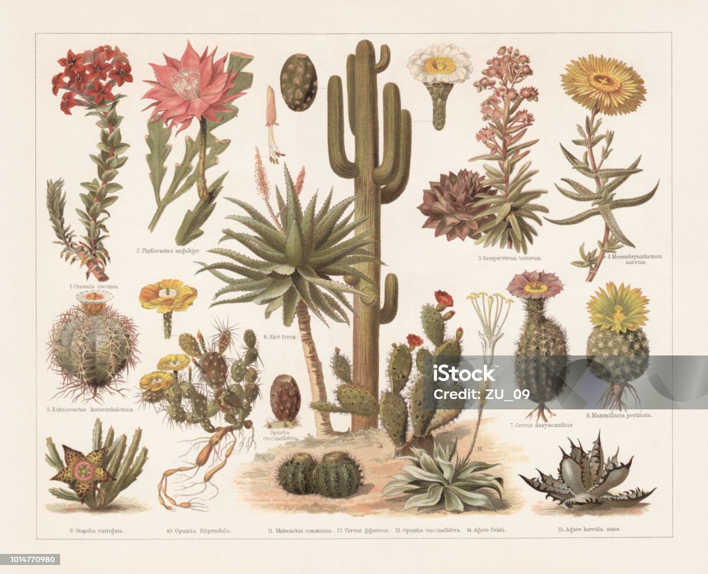Cacti, chromolithograph, published in 1897 Cacti: 1) Crassula coccinea; 2) Fishbone cactus; (Epiphyllum anguliger, or Phyllocactus anguliger); 3) Houseleek (Sempervivum tectorum); 4) Mesembryanthemum; 5) Devilshead (Echinocactus horizonthalonius); 6) Bitter aloe (Aloe ferox); 7) Texas rainbow cactus (Echinocereus dasyacanthus, or Cereus dasyacanthus); 8) Mammillaria pectinata (Mammillaria solisioides); 9) Star flower (Orbea variegata, or Stapelia variegata); 10) Plains prickly pear (Opuntia macrorhiza, or Opuntia filipendula); 11) Turk's cap cactus (Melocactus, or Melocactus communis); 12) Saguaro (Carnegiea gigantea, or Cereus giganteus); 13) Opuntia cochenillifera (or Opuntia coccinellifera) with fruit (left); 14) Agave mitis (or Agave Celsii); 15) Chalk agave (Agave titanota, or Agave horrida nana). Chromolithograph, published in 1897. Cactus stock illustration