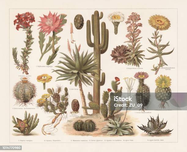 Cacti Chromolithograph Published In 1897 Stock Illustration - Download Image Now - Cactus, Prickly Pear Cactus, Flower