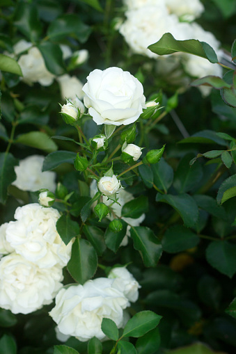 White roses in the garden in the flowerbed. Selective focus.