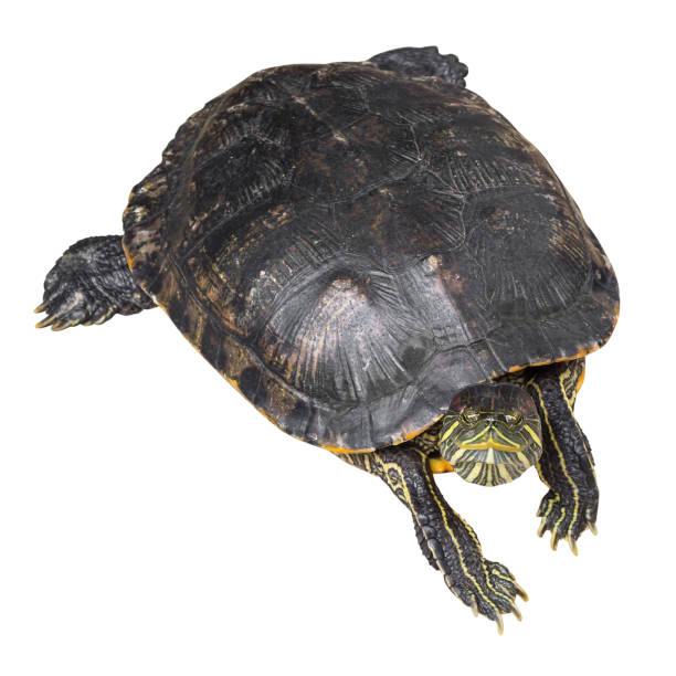 istock Red eared slider turtle ( Trachemys scripta elegans ) is creeping and raise one's head on white isolated background . Top view 1014771368