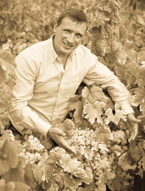 istock Vintner checking wine grape and leaves in summer day 1014771458