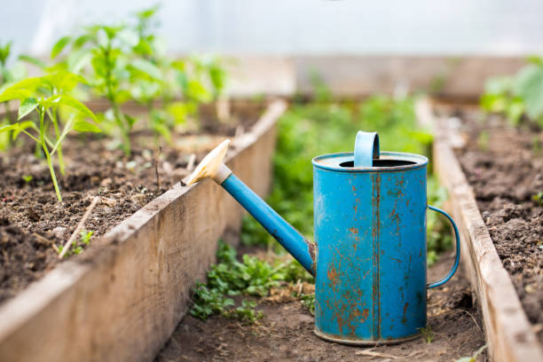 istock Rusty metal watering can in the greenhouse 1014775470