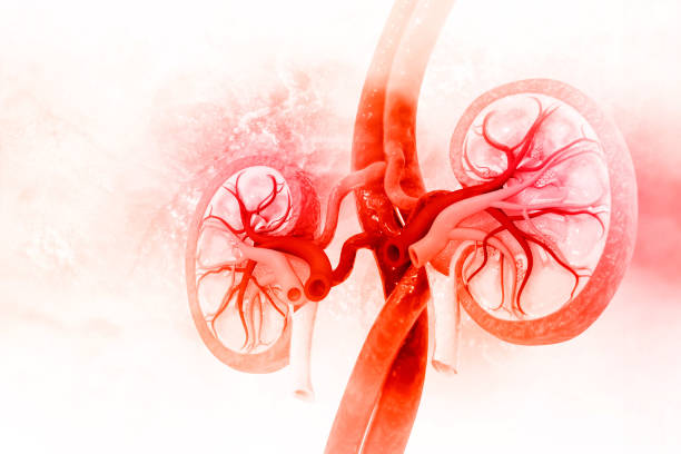 Human kidney cross section Human kidney cross section human kidney stock pictures, royalty-free photos & images