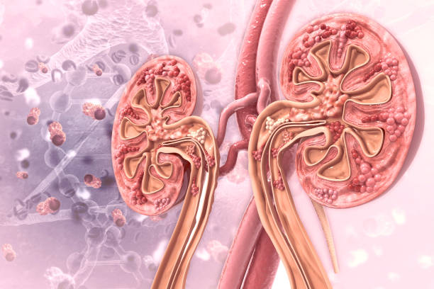 istock Kidney disease cross section 1014777980
