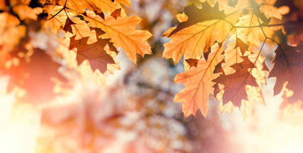 istock Beautiful nature in autumn - autumn leaves on tree 1014778406