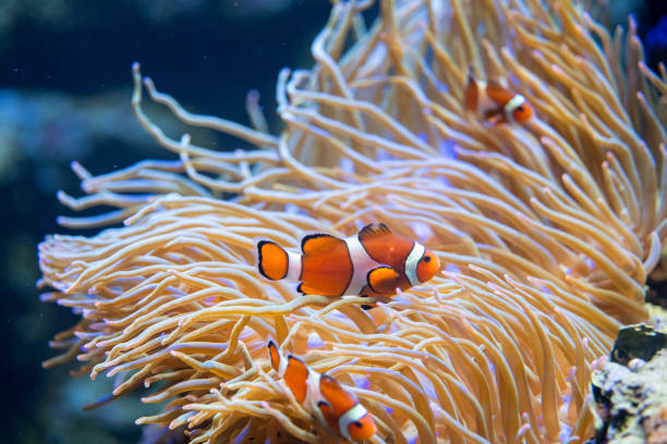 istock Clown fish in anemone 1014784408