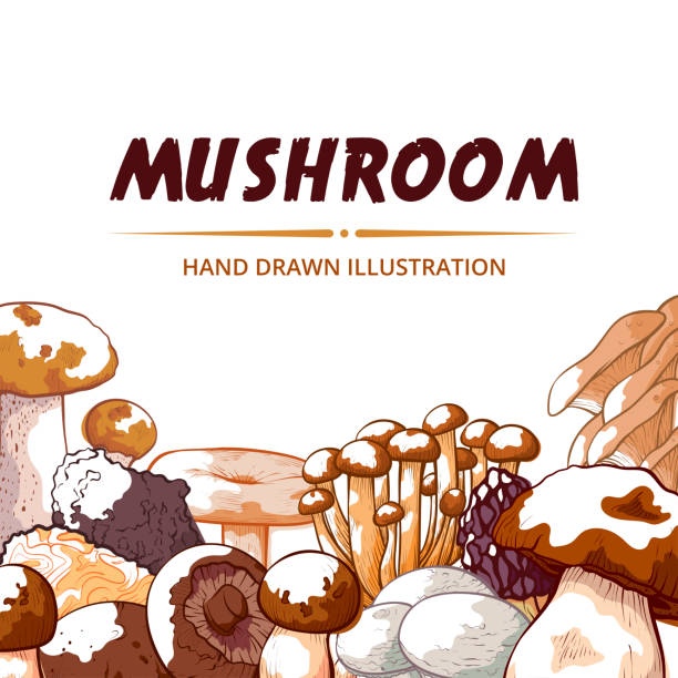 Mushroom frame hand drawn vector background Mushroom frame hand drawn vector illustration. Colorful drawing of various mushroom kinds on white background. Square frame template including place for text. peppery bolete stock illustrations