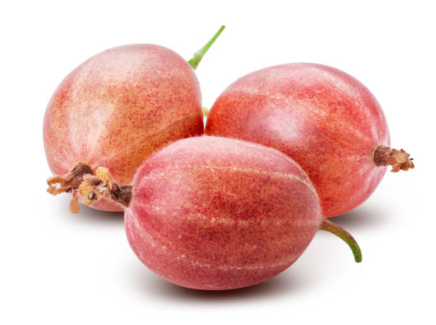 istock Fresh gooseberry isolated on white background. Clipping path 1014785680