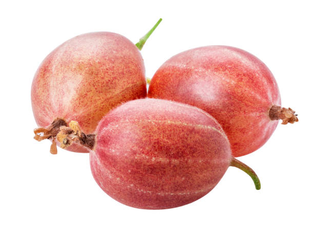 istock Fresh gooseberry isolated on white background. Clipping path 1014785696
