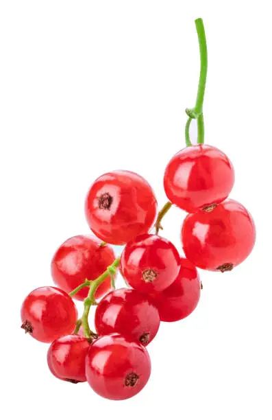 Red currant isolated on white background