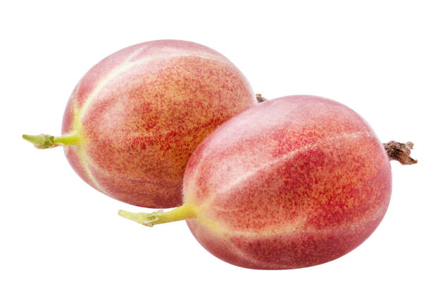 istock Fresh gooseberry isolated on white background. Clipping path 1014786006