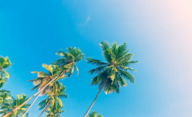 istock Beautiful fresh green palm trees 1014787814