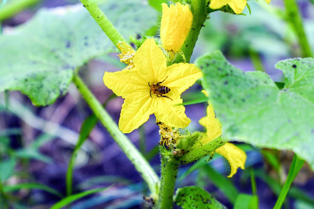 istock Yellow cucumber flower on a Bush in garden 1014792598