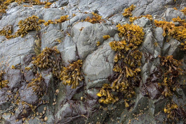 Bladderwrack seaweeds clinging on rock face during low tide at the Oregon Coast stock photo