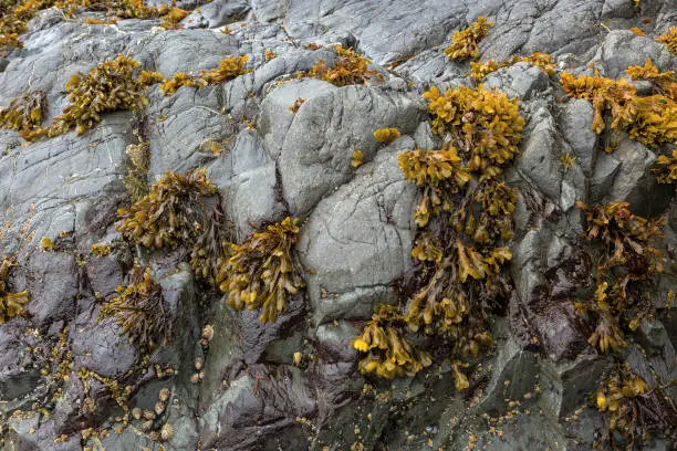 Bladderwrack seaweeds clinging on rock face during low tide at the Oregon Coast
