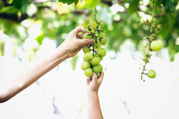 Shine Muscat grapes