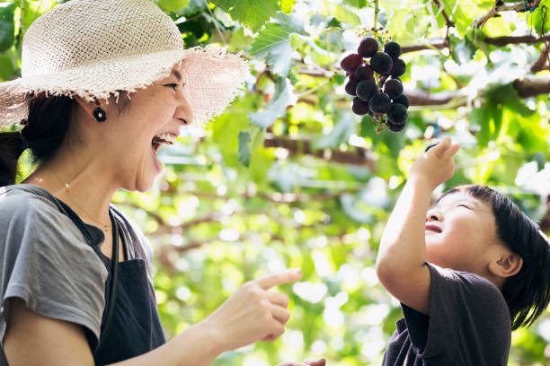 母と息子のブドウを収穫 - family grape ストックフォトと画像