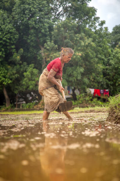 istock Woman Farmer Working In rice paddy field Field With Hoe 1014795996