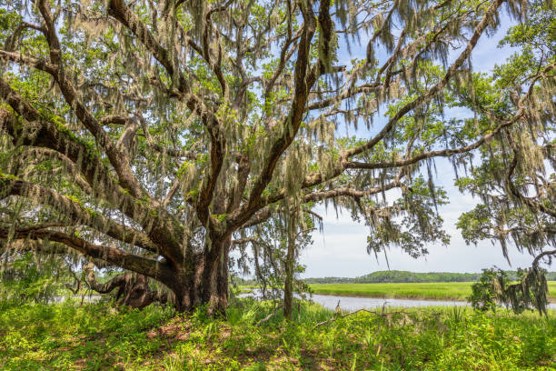 istock A large oak tree in Botany Bay Plantation 1014796586