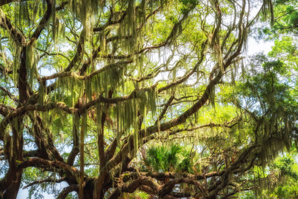 Spanish Moss hanging from a tree in South Carolina Beautiful Spanish Moss hanging from Oak trees in Botany Bay plantation. edisto island south carolina stock pictures, royalty-free photos & images