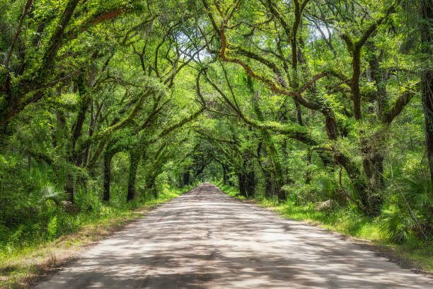 istock Botany Bay Road under a tunnel of Oak Trees 1014796674