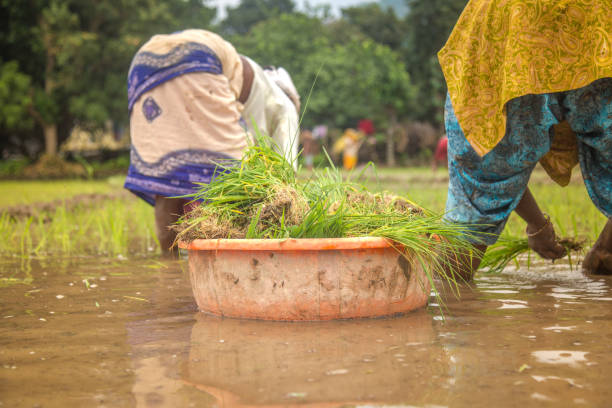istock Women planting in rice paddy 1014801408
