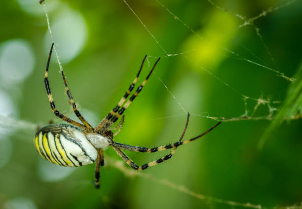 istock Common black and yellow fat corn or garden spider (Argiope aurantia) on his web waiting for his prey close up selective focus 1014801614